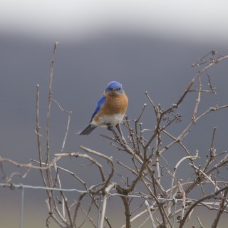 Blue Birds