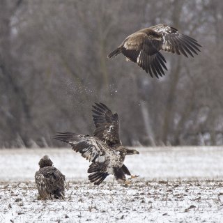 Magestic Bald Eagles Making a Comeback