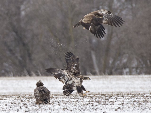 Magestic Bald Eagles Making a Comeback