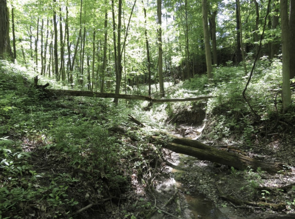 Ignatius Cockshutt Forest, Brantford ON